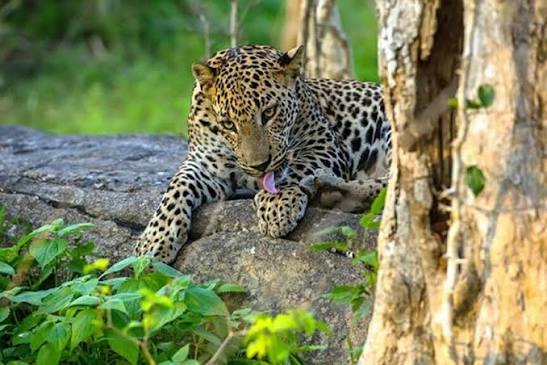 Yala National Park 1